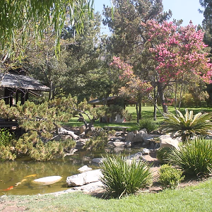 Brand Park Library Japanese Tea House Pond