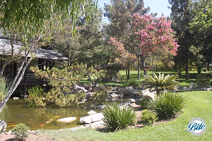 Brand Park Library Japanese Tea House Pond