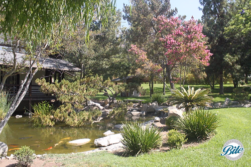 Brand Park Library Japanese Tea House Pond