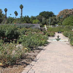 Rose Garden at South Coast Botanic Garden
