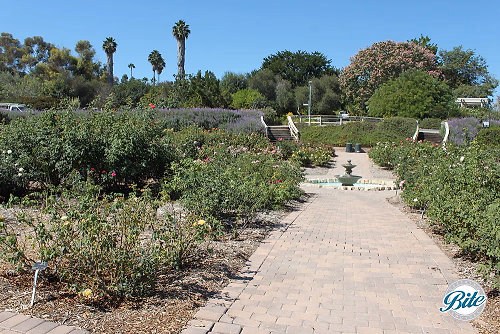 Rose Garden at South Coast Botanic Garden