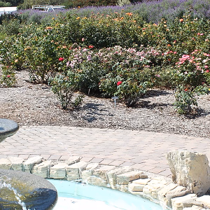 Closeup: Rose Garden at South Coast Botanic Garden