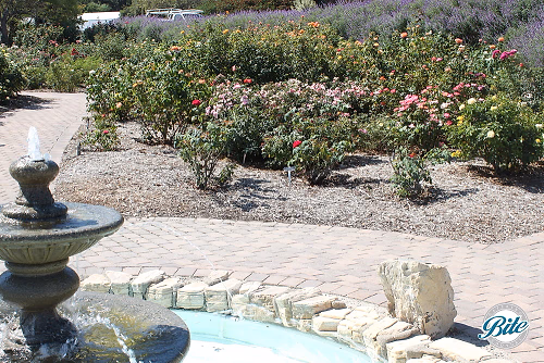 Closeup: Rose Garden at South Coast Botanic Garden