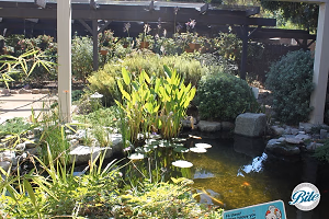 SCBG Koi Pond