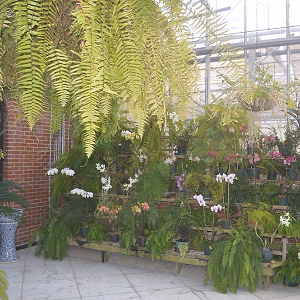 RideOn Fundraiser Orchids