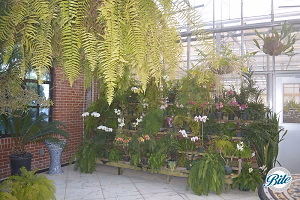 RideOn Fundraiser Orchids