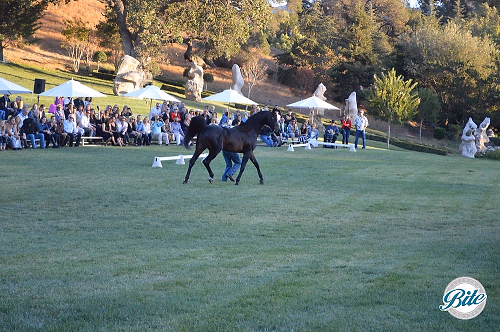 RideOn Fundraiser Show 6