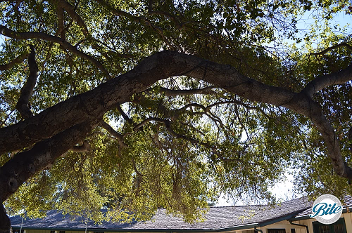Upper Las Virgenes Tree Lights
