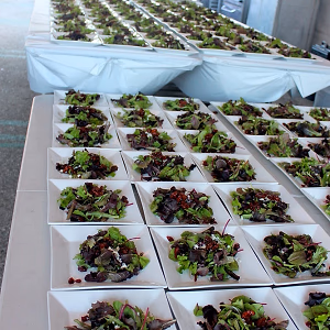 Salad - Plated - Alliance