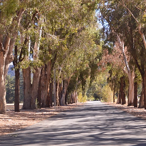 Entrance Driveway - King Gillette Ranch