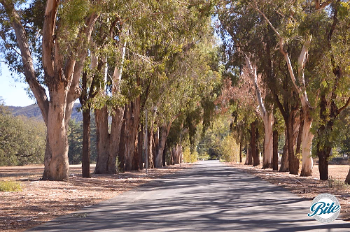 Entrance Driveway - King Gillette Ranch
