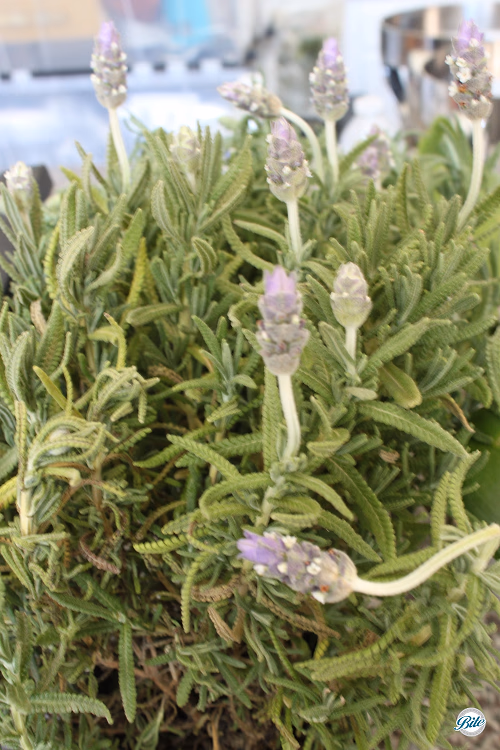 We used fresh lavender to decorate the food tables to match the garden setting.