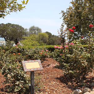 Rose Garden