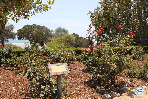 Rose Garden