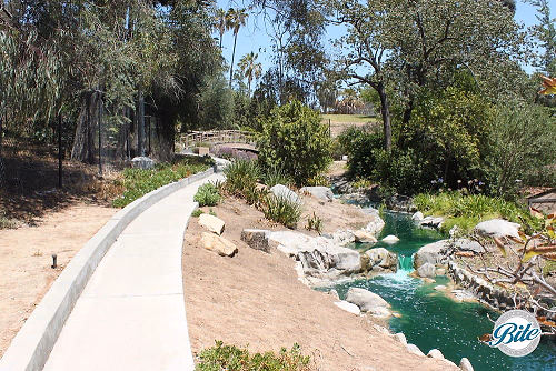 Stream coming from wooden bridge