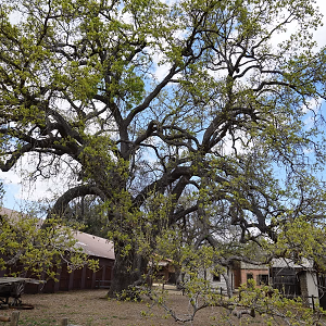 Barn and Tree @ Paramount Ranch