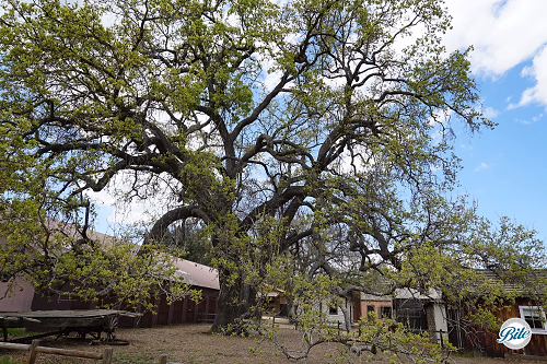 Barn and Tree @ Paramount Ranch