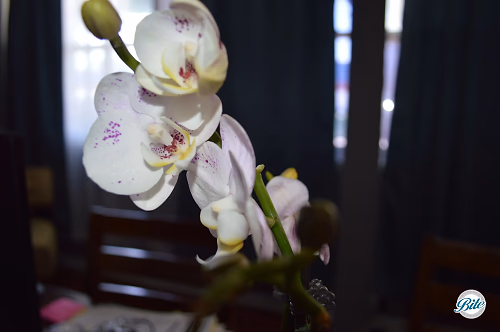 Orchid