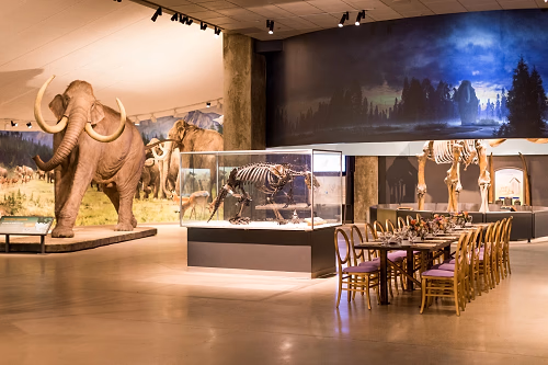 Dine with the Elephants