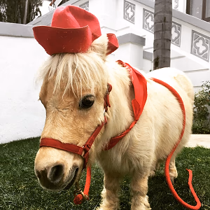 A Shetland Pony with Hat