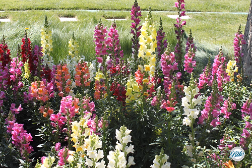 Closeup of Flowers in Garden