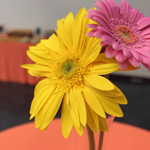 Daisy centerpieces on a table