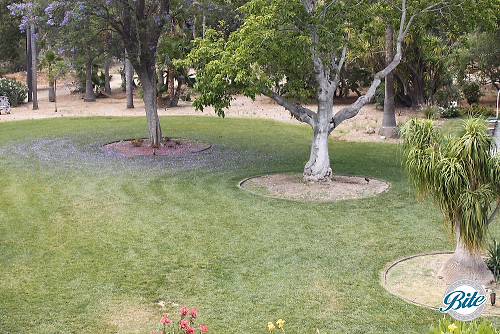 Newhall Mansion Ceremony Lawn