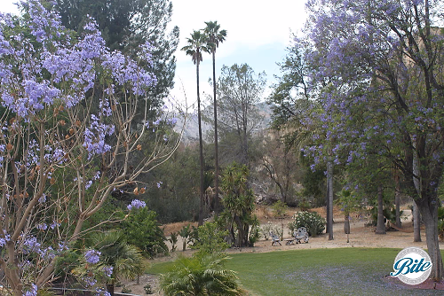 Newhall Mansion Backyard