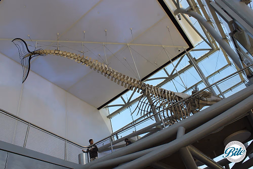 Natural History Museum Reception Ceiling